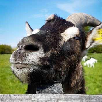 Happy goat - image gratuit #448465 