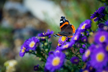 Red Admiral - Kostenloses image #448605