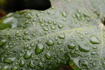 Grapevines leaf - Kostenloses image #448695