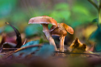 Mushroom in the woods - Free image #449285