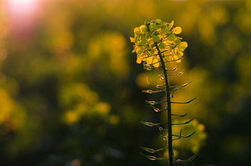 Rapeseed in the Sunset - image gratuit #449335 