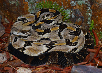 Timber Rattlesnake (Crotalus horridus) - image #449395 gratis