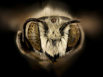 Megachile townsendiana, m, face, Mariposa CA_2017-08-02-15.18 - image #450045 gratis