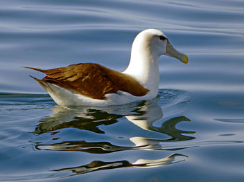 The white-capped albatross (Thalassarche cauta steadi) - Free image #450075