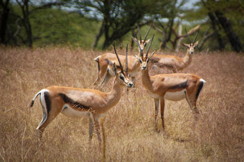 Ethiopian gazelles obviously concerned by the foreign intruder. - Free image #450275