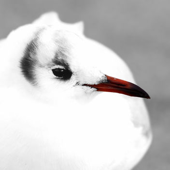 Black-headed Gull - image #450385 gratis