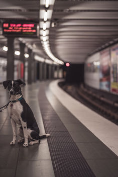 Subway Dog - image gratuit #450505 
