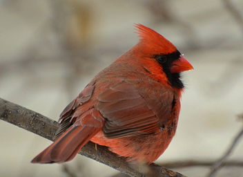 Finally Got A Cardinal Photo! - бесплатный image #450805