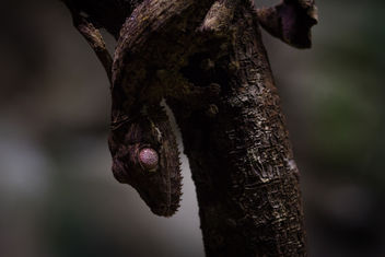 Leaf-tailed Gecko, Singapore Zoo - бесплатный image #451315