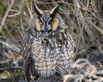 Sleepy Long-eared Owl - image gratuit #451415 