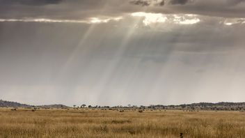 Blades of light on Serengeti - image #451475 gratis
