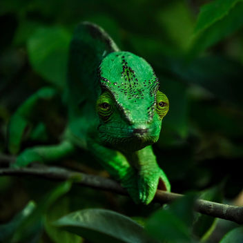 Chameleon - Kostenloses image #451655