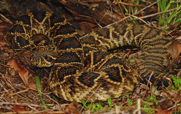 Eastern Diamondback Rattlesnake (Crotalus adamanteus) - image gratuit #451735 