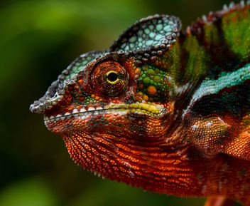 Painted Chameleon - image gratuit #451825 
