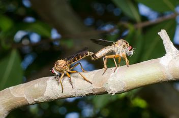 Mating pair of Downy Emerald Dragonflies - image gratuit #451865 