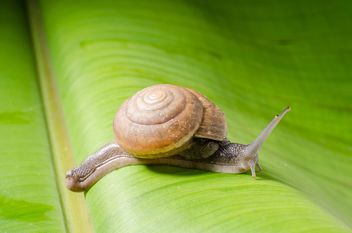 Snail on banana leaf - image #451875 gratis