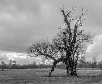 Lonely old tree - Free image #452015