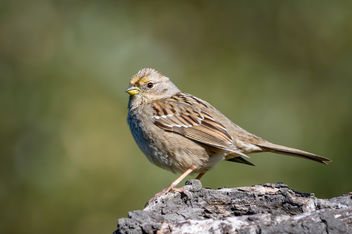 Golden-crowned Sparrow (Immature) - бесплатный image #452115