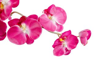 orchid on white background - image gratuit #452595 