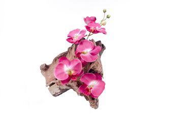 Orchid on wood isolated on white background - image gratuit #452605 