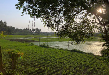 India-Another wonderful view of sunset at Karnataka rice fields - бесплатный image #452805