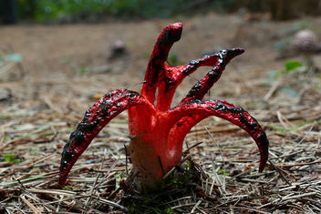 Clathrus archeri ( octopus stinkhorn) - бесплатный image #452895