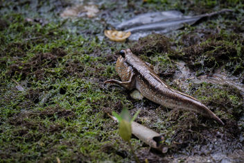 Mudskipper, Sungei Buloh Wetland Reserve, Singapore - image gratuit #453105 