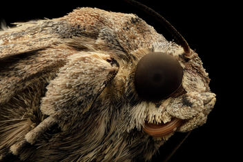 fall armyworm, head, side_2014-06-17-12.40 - Free image #453325