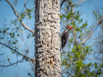 Pileated Woodpecker - Okefenokee Swamp - image #453355 gratis