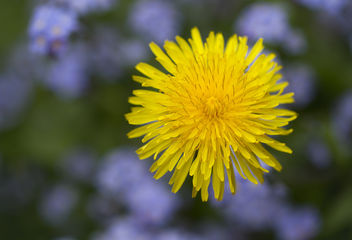 It's time to blossom dandelions - бесплатный image #453725