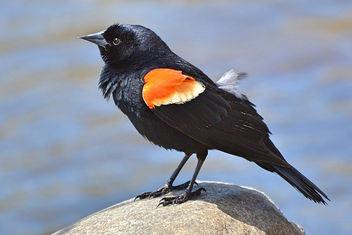 Red-winged Blackbird - image #453945 gratis