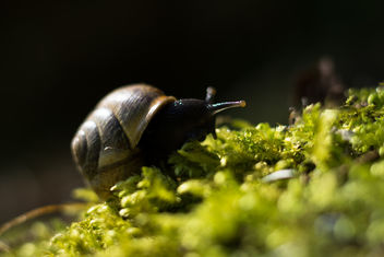 Snail Expedition - image #454055 gratis