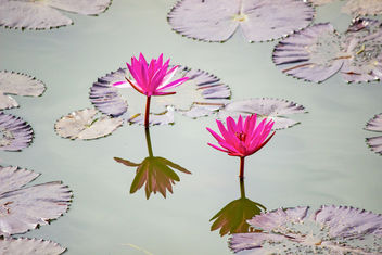 Lotus at Lal Bagh - image gratuit #454105 