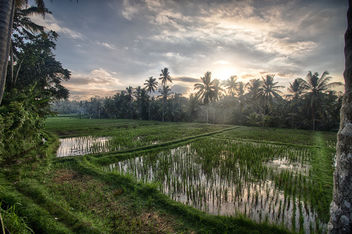 Morning in the rice fields of Ubud, Bali. - image gratuit #454415 