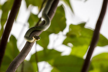 Paradise Tree Snake spotted outside my window! - Free image #454455