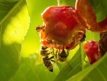 Bees racing toward extinction - image gratuit #454495 