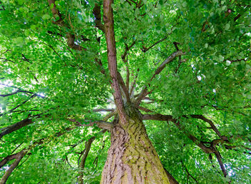 Linden Tree @ Bamberg - image #454515 gratis