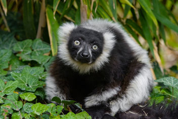 Lemur - Free image #454605