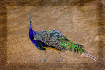 A beautiful peacock - image #454715 gratis