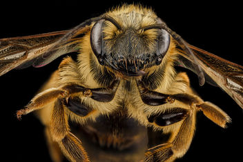 Andrena hilaris, F, face, Maryland, Anne Arundel County_2012-12-19-14.59 - Kostenloses image #454915