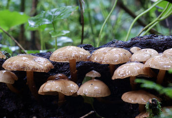 Armillaria novae-zelandiae (Honey Mushroom) - Free image #454955