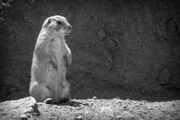 Prairie Dog II - Free image #455015