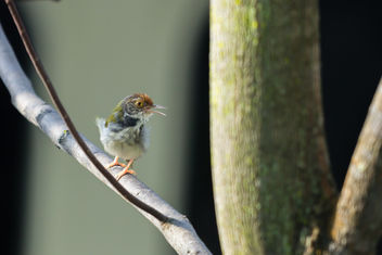 Dark-necked Tailorbird - image #455545 gratis