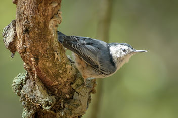 White-breasted Nuthatch - Kostenloses image #455705