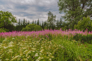 Meadow Of Wild Flowers - image #455715 gratis