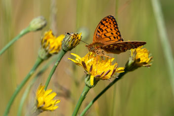 Butterfly on dandelion - image #455735 gratis