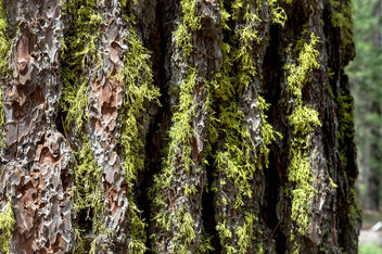 Green moss on tree bark - image #455805 gratis