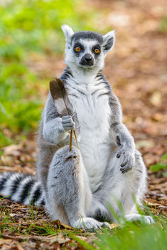 Lemur - Free image #456175