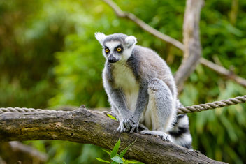 Lemur - image gratuit #456235 
