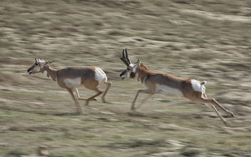 Antelopes! - image #456305 gratis